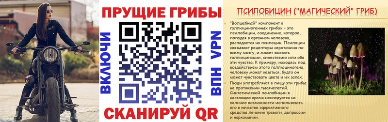 Псилоцибиновые грибы мицелий  Купино 